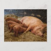 Sow's 食べ物を与え Pigletsはがき ポストカード (正面)