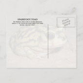 Spadefoot Toad, White Sands国立公園はがき ポストカード (裏面)