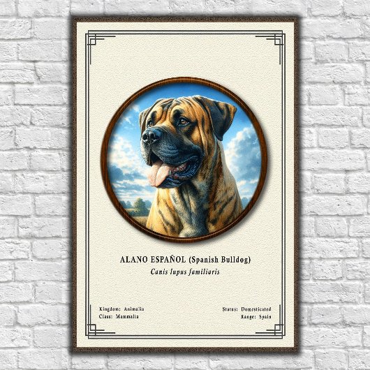 Spanish Bulldog (Alano Español) Zoology Series ポスター