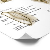 Spanish Ear Acupuncture Chart ポスター (角)