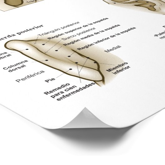 Spanish Ear Acupuncture Chart ポスター (角)