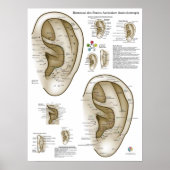 Spanish Ear Acupuncture Chart ポスター (正面)