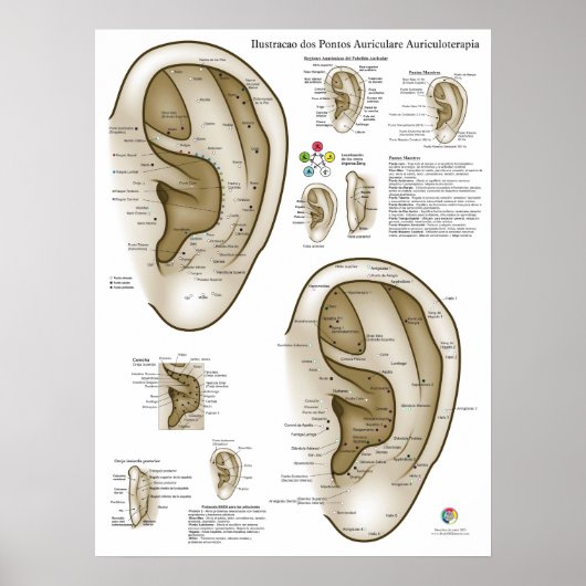 Spanish Ear Acupuncture Chart ポスター (正面)