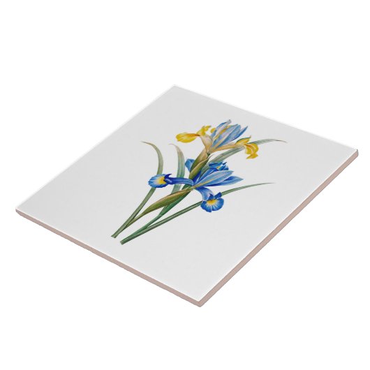 Spanish iris by Pierre-Joseph Redouté タイル (側面)
