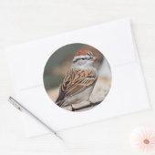 Sparrow写真 ラウンドシール (封筒)