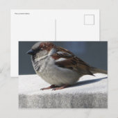 Sparrow ポストカード (正面/裏面)