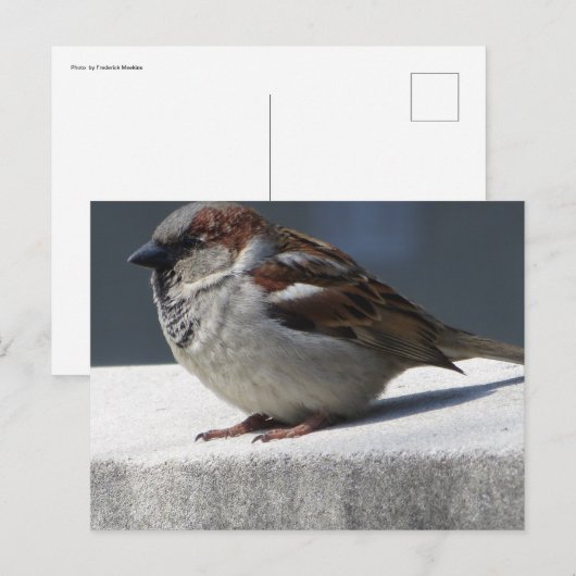 Sparrow ポストカード (正面/裏面)