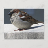 Sparrow ポストカード (正面)