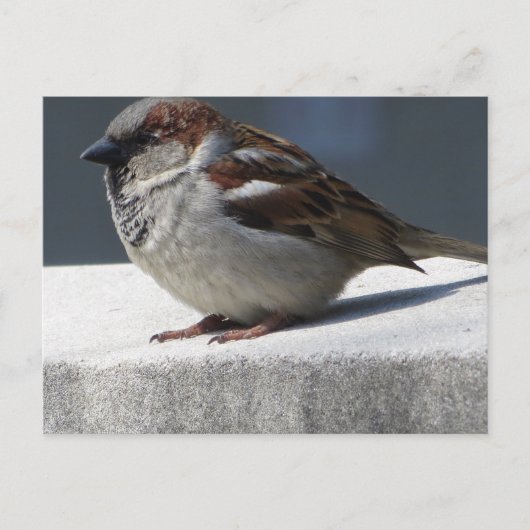 Sparrow ポストカード (正面)