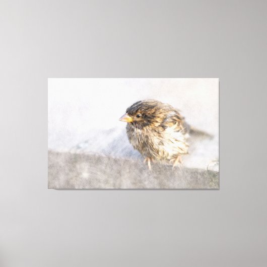 Sparrow – 天気予報エピック失敗 キャンバスプリント (正面)