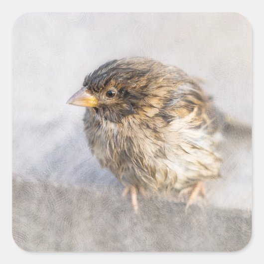 Sparrow – 天気予報エピック失敗 スクエアシール (正面)