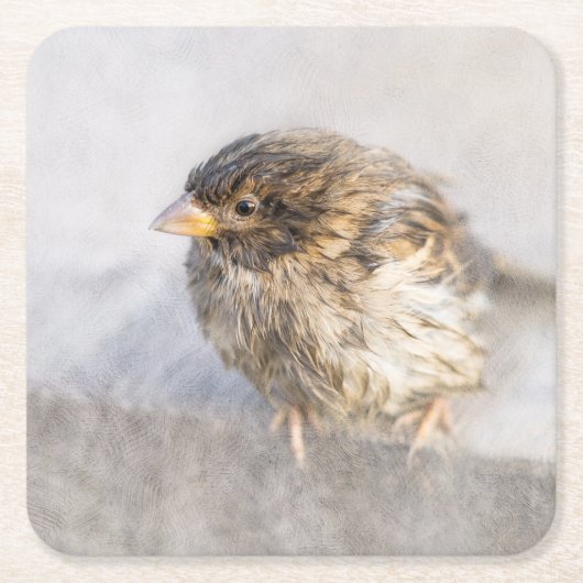 Sparrow – 天気予報エピック失敗 スクエアペーパーコースター (正面)