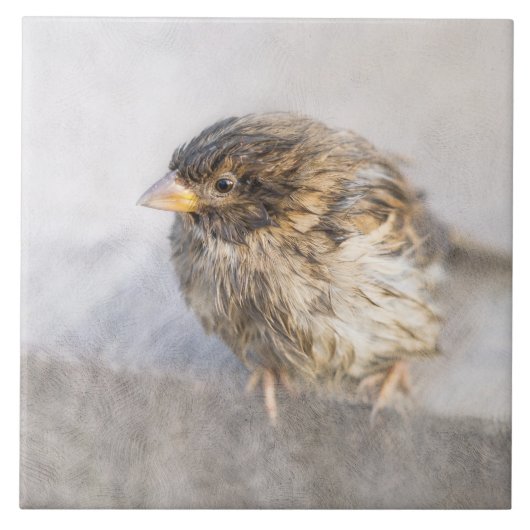 Sparrow – 天気予報エピック失敗 タイル (正面)