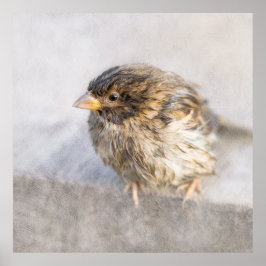 Sparrow – 天気予報エピック失敗 ポスター