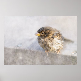 Sparrow – 天気予報エピック失敗 ポスター