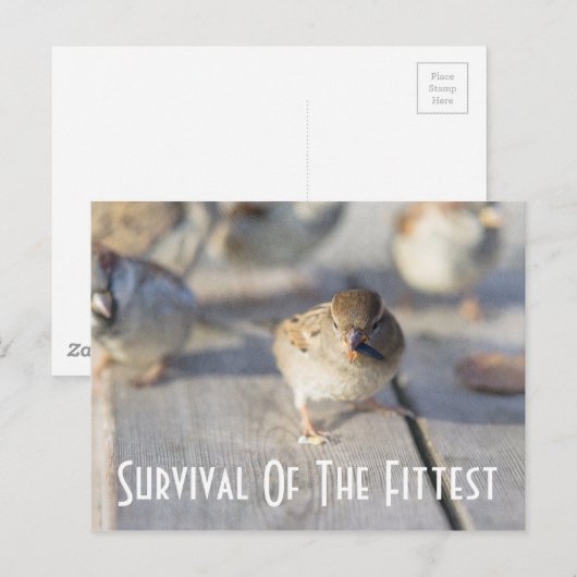 Sparrow – 適者生存 ポストカード (正面/裏面)
