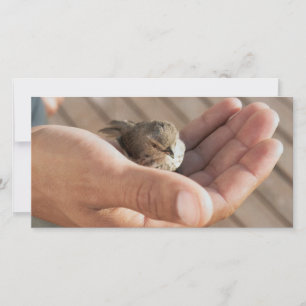 Sparrow Christianの写真カードを見る