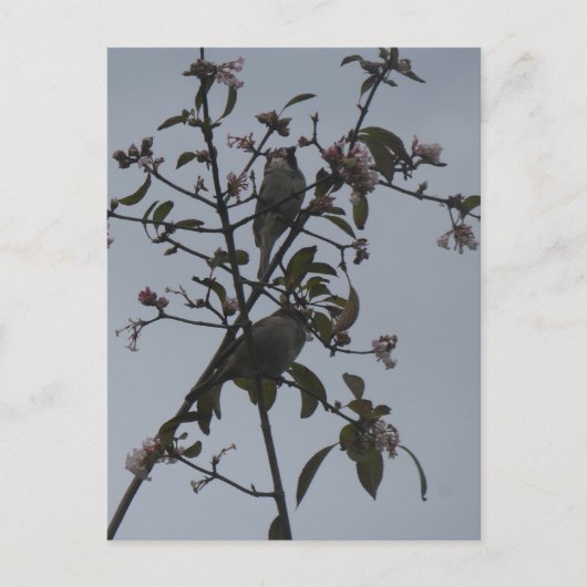 Sparrows in Tree with Autumn Flowers DIY Postcard シーズンポストカード (正面)