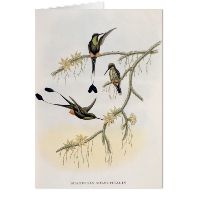 Spathura Solstitialis (正面)