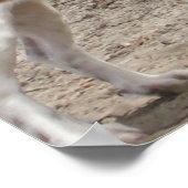 Spay、Neuter、マイクロチップ ポスター (角)