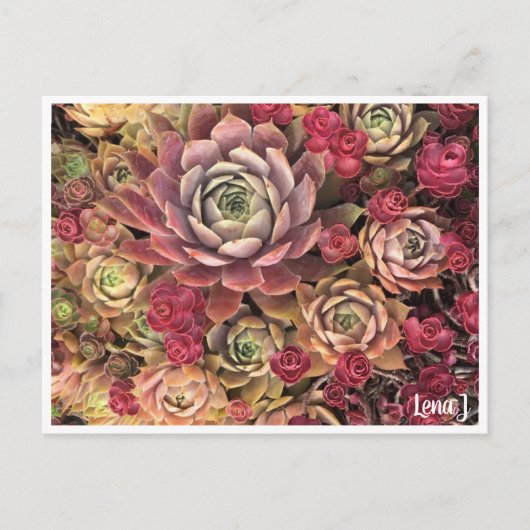 Special Edition Lena Jポストカード ポストカード (正面)