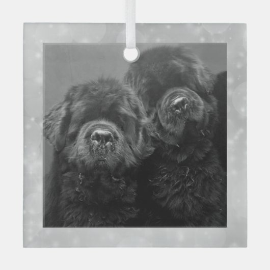 Special Order Two Newfs Glass Ornament ガラスオーナメント (正面)