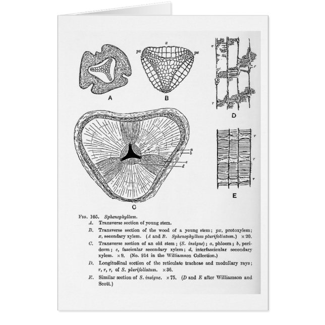 Sphenophyllumの芸術カード (正面)
