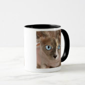Sphynx猫のスタジオのポートレート マグカップ (正面右)