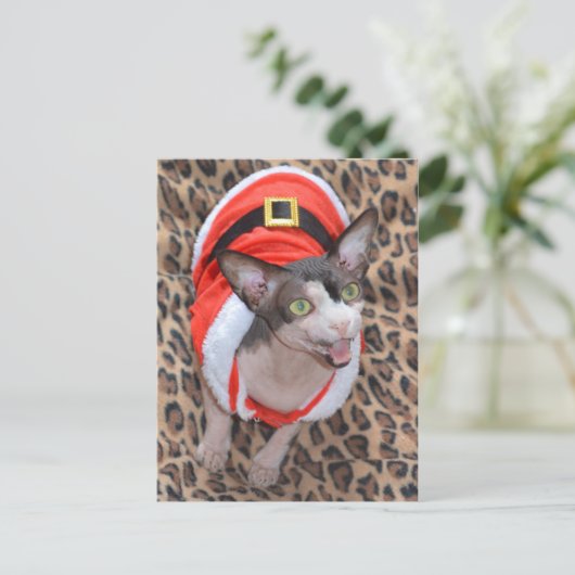 Sphynx猫の忍者のサンタのクリスマス シーズンポストカード (スタンド正面)