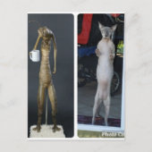 Sphynx -間抜け GibsとMiBエイリアンはがき ポストカード (正面)