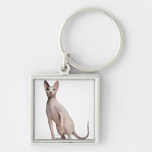 Sphynx (13か月古い) キーホルダー (正面)