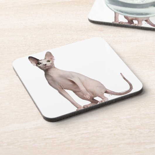 Sphynx (13か月古い) コースター (左側)