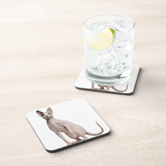 Sphynx (13か月古い) コースター (右側)