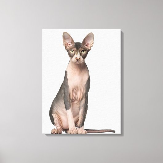 Sphynx （7ヶ月）座って キャンバスプリント (正面)