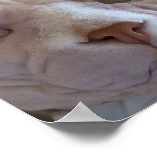 Sphynx Catポスター ポスター (角)