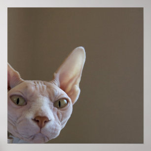 Sphynx Catポスター ポスター
