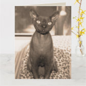 Sphynx DevonレックスCat Large Sepia Photograph カード (黄色い花)