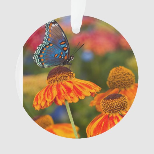 Spicebushのアゲハチョウ、Papilioのtroilus オーナメント (正面)
