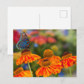 Spicebushのアゲハチョウ、Papilioのtroilus ポストカード (正面/裏面)