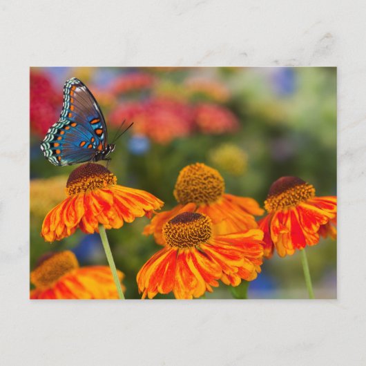 Spicebushのアゲハチョウ、Papilioのtroilus ポストカード (正面)