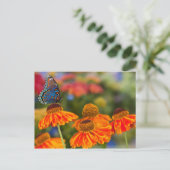Spicebushのアゲハチョウ、Papilioのtroilus ポストカード (スタンド正面)
