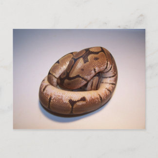 Spider Ball Python Pythonはがき ポストカード