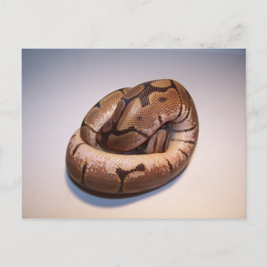 Spider Ball Python Pythonはがき ポストカード (正面)