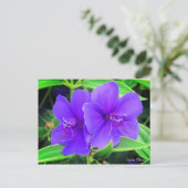 Spider Flower ポストカード (スタンド正面)