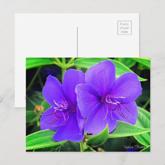 Spider Flower ポストカード (正面/裏面)