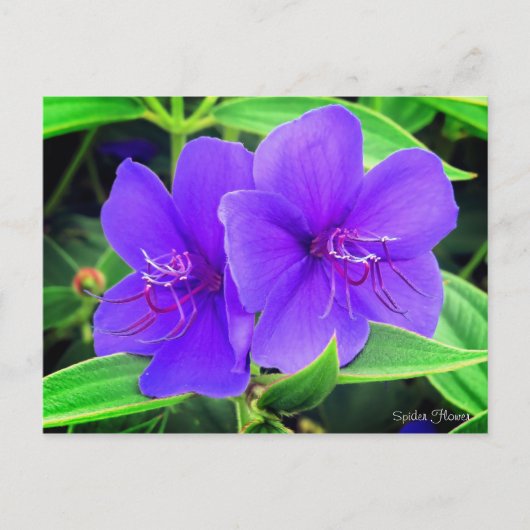 Spider Flower ポストカード (正面)