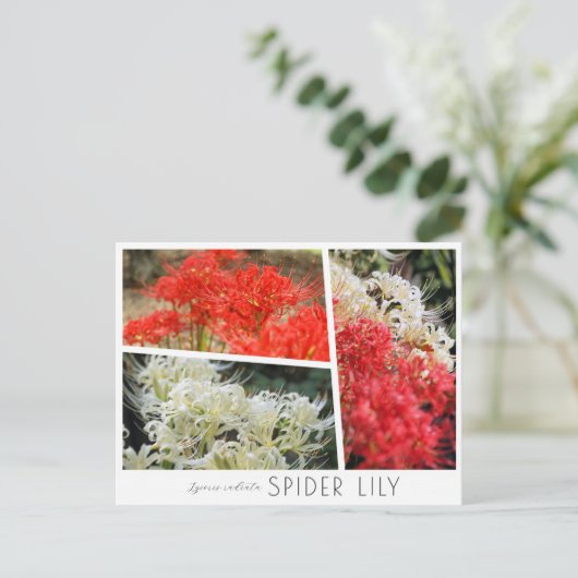 Spider Lily ポストカード (スタンド正面)