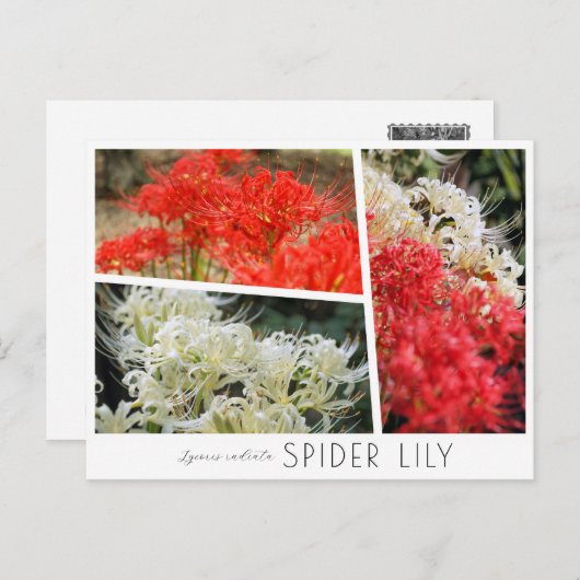 Spider Lily ポストカード (正面/裏面)