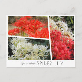 Spider Lily ポストカード