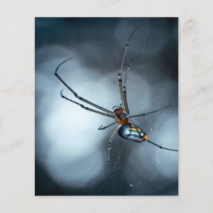 Spider Lovers   Beauty Spider With Webs チラシ